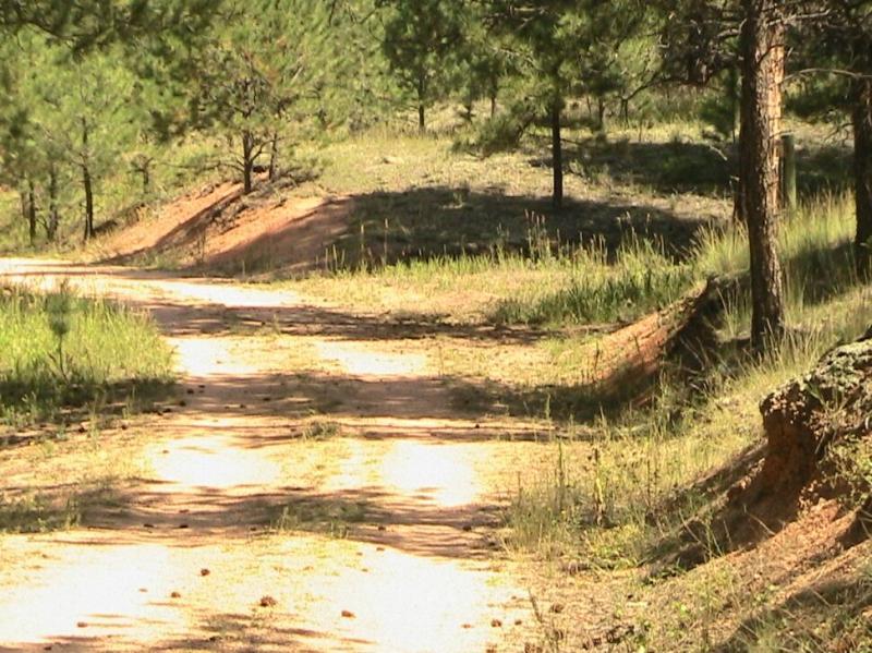 A dusty dirt road winding through a green forest, with scattered pine trees and patches of grass on either side, creating a serene natural setting. Colorado Trail: Morrison Creek / Lunar Loop mountain bike trail.