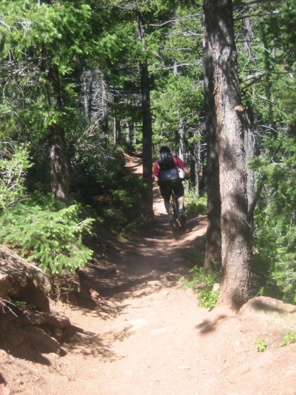 A mountain biker riding along a narrow dirt trail surrounded by tall trees and lush greenery in a forested area. Bear Creek Canyon Loop mountain bike trail.