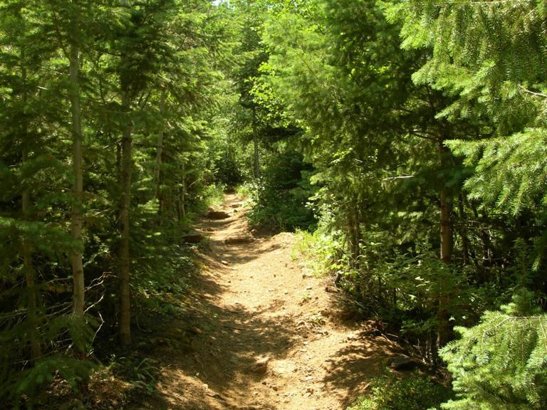 A narrow dirt path winding through a dense forest, surrounded by tall green trees and underbrush, with dappled sunlight filtering through the leaves. Bear Creek Canyon Loop mountain bike trail.
