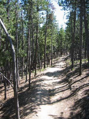 A narrow dirt path winding through a dense forest of tall green trees, with sunlight filtering through the leaves, casting shadows on the ground. 3 Sisters / Alderfer mountain bike trail.