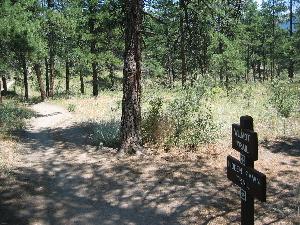 A dirt trail winding through a green forest, surrounded by tall pine trees and underbrush. A wooden signpost stands at the fork in the trail, indicating directions. 3 Sisters / Alderfer mountain bike trail.