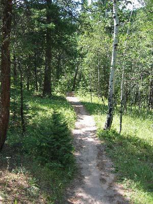 A winding dirt path through a lush green forest, with tall trees and sunlight filtering through the leaves. Elk Meadow mountain bike trail.