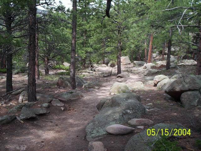 A dirt path winding through a forested area filled with tall pine trees and large rocks scattered on the ground. The scene captures a serene, natural environment. 3 Sisters / Alderfer mountain bike trail.