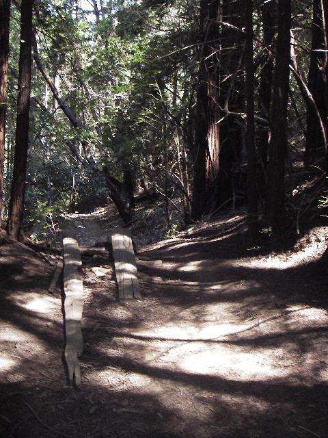 A serene forest path surrounded by tall redwood trees, featuring two wooden planks laid out as a simple bridge over a small clearing. The sunlight filters through the foliage, casting dappled shadows on the ground. Forest Of Nisene Marks and Soquel Demonstration Forest mountain bike trail.