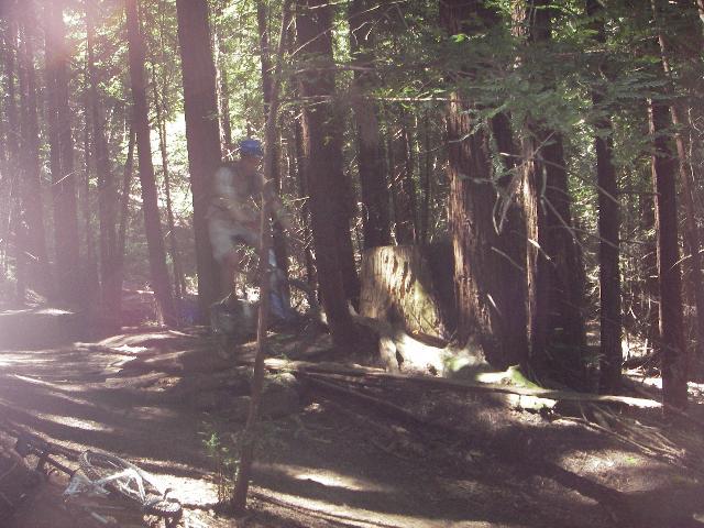 A cyclist riding over a rocky section of a forest trail, surrounded by tall trees and dappled sunlight filtering through the foliage. Forest Of Nisene Marks and Soquel Demonstration Forest mountain bike trail.