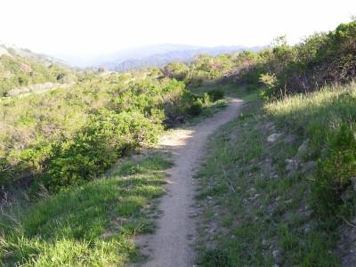 A narrow dirt path winding through lush green vegetation, with rolling hills in the background under a clear sky. Monte Bello / Rancho San Antonio mountain bike trail.