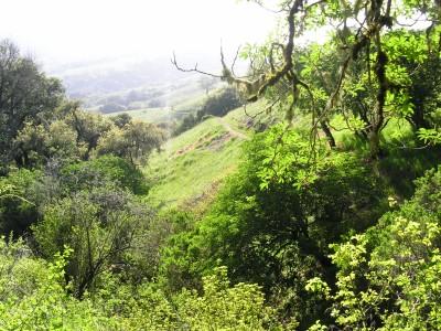 A serene landscape showcasing rolling hills covered in lush green vegetation, framed by trees with moss. The scene is illuminated by soft sunlight, creating a peaceful atmosphere in a natural setting. Monte Bello / Rancho San Antonio mountain bike trail.