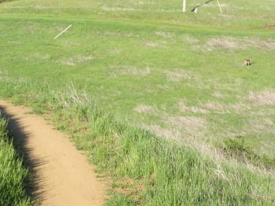A winding dirt path through a lush green field, with patches of dried grass visible. In the distance, a small animal can be seen walking in the grass. Monte Bello / Rancho San Antonio mountain bike trail.