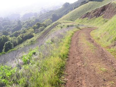 A winding dirt path curves along a hillside, bordered by lush green grass and wildflowers. In the distance, a misty landscape of trees and rolling hills is visible under a soft, hazy sky. Monte Bello / Rancho San Antonio mountain bike trail.