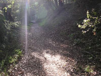 A sunlit forest path covered in fallen leaves, with dappled light filtering through the trees, creating a serene and tranquil atmosphere. Monte Bello / Rancho San Antonio mountain bike trail.