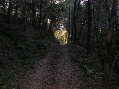 A narrow dirt path winding through a forest, with sunlight filtering through the trees at the end of the path, creating a warm glow amidst the dark foliage. Monte Bello / Rancho San Antonio mountain bike trail.