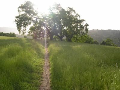 A sunlit pathway winding through a lush green field, leading toward a large tree surrounded by rolling hills in the background. Arastradero Preserve mountain bike trail.