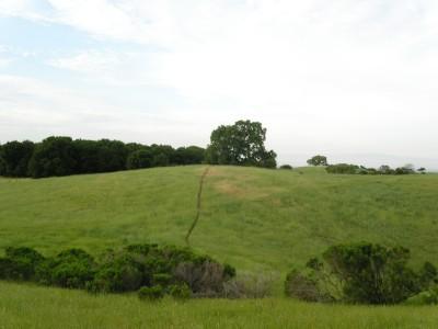 A scenic landscape featuring rolling green hills under a cloudy sky, with a single tree standing on a hilltop and a faint walking path leading up to it. Lush vegetation surrounds the area, creating a serene natural setting. Arastradero Preserve mountain bike trail.