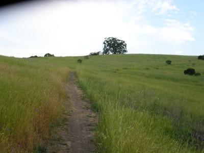 A winding dirt path through a grassy hillside, leading towards a solitary tree atop a distant rise under a partly cloudy sky. Arastradero Preserve mountain bike trail.