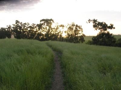 A winding path through tall green grass, leading toward a row of trees against a backdrop of a sunrise or sunset. The sky is partly cloudy, creating a serene and peaceful natural landscape. Arastradero Preserve mountain bike trail.