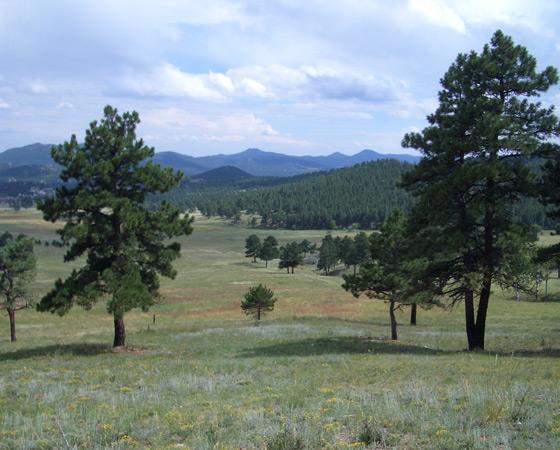 A scenic view of a grassy meadow surrounded by tall trees and mountains in the background, under a partly cloudy sky. The landscape features a mix of green grass and clusters of pine trees, creating a serene natural setting. Elk Meadow mountain bike trail.