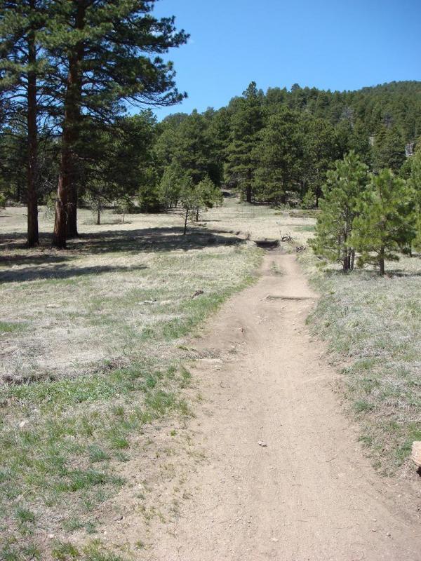 A dirt path winding through a sunny forest, flanked by tall pine trees and patches of grassy ground. The scene features a clear blue sky and a gentle incline leading into a wooded area in the distance. Elk Meadow mountain bike trail.