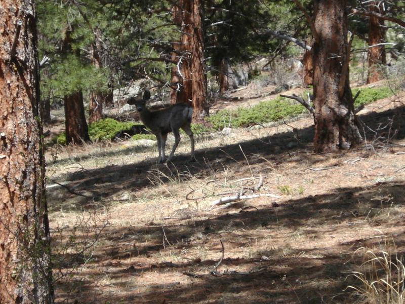 A deer standing in a forested area, surrounded by tall trees and patches of grass. Sunlight filters through the leaves, creating a dappled effect on the ground. Elk Meadow mountain bike trail.