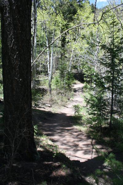 A winding dirt path through a lush forest, surrounded by trees with light green leaves and a clear blue sky peeking through the branches. The scene features both tall trees and smaller vegetation, creating a serene natural environment. Elk Meadow mountain bike trail.