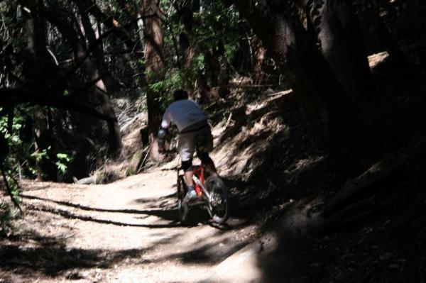 A person riding a mountain bike along a dirt path through a dense forest, surrounded by trees and dappled sunlight. Forest Of Nisene Marks and Soquel Demonstration Forest mountain bike trail.