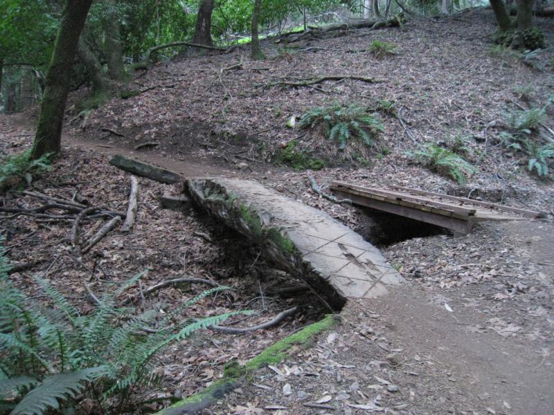 A wooden bridge spanning a small gap in a forested area, surrounded by leafy ground cover and trees. The path leads up to the bridge, which is made of natural wood and appears weathered, blending into the rustic, natural environment. Camp Tamarancho mountain bike trail.
