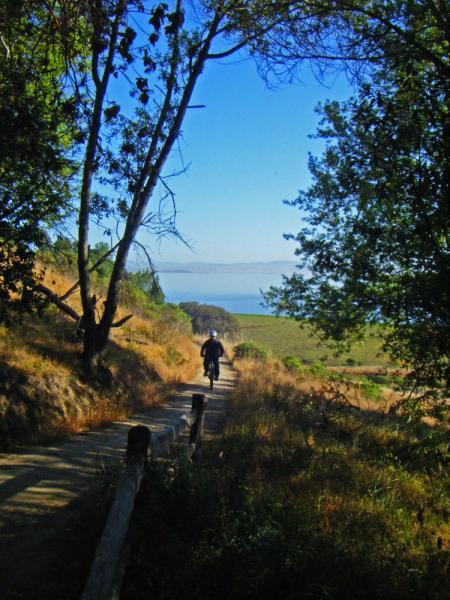 A person riding a bicycle along a winding dirt path surrounded by greenery, with trees on either side and a serene body of water visible in the background under a clear blue sky. China Camp mountain bike trail.
