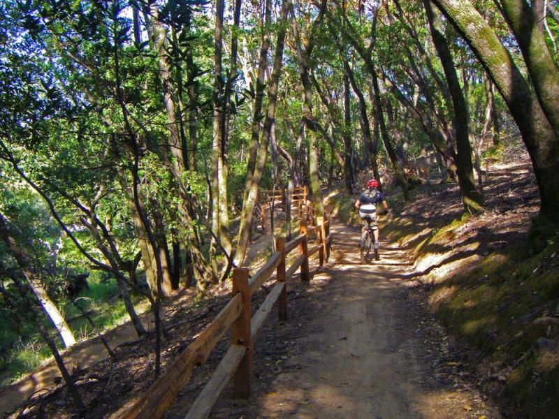 A mountain biker riding along a dirt path in a wooded area, surrounded by tall trees and greenery. A wooden fence runs alongside the trail, suggesting a peaceful outdoor recreational setting. China Camp mountain bike trail.