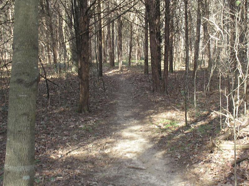 A narrow dirt path winding through a dense forest, surrounded by tall trees and scattered leaves on the ground. The sunlight filters softly through the branches, creating a serene and natural atmosphere. Stanky Creek mountain bike trail.