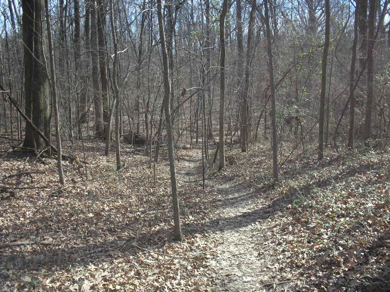 A narrow dirt path winding through a forest with bare trees and fallen leaves scattered on the ground, illuminated by soft sunlight. Stanky Creek mountain bike trail.