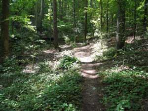 A winding dirt path through a lush green forest, surrounded by tall trees and dense foliage on either side. Sunlight filters through the leaves, creating a dappled effect on the ground. Beaver Dam mountain bike trail.