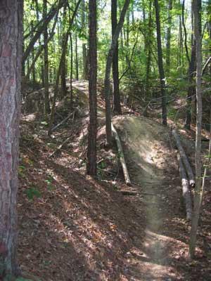 A narrow dirt trail winding through a forested area, surrounded by tall trees and dappled sunlight. The path is flanked by fallen branches and a rich layer of fallen leaves. Beaver Dam mountain bike trail.