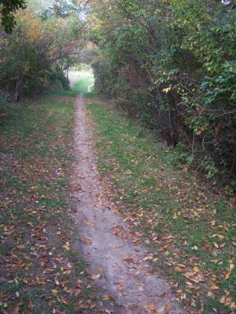 A dirt path meanders through a wooded area, bordered by lush green grass and trees. Leaves are scattered along the trail, indicating the autumn season. The path leads into the distance towards a lighter area, suggesting an opening or clearing ahead. Comlara Park mountain bike trail.