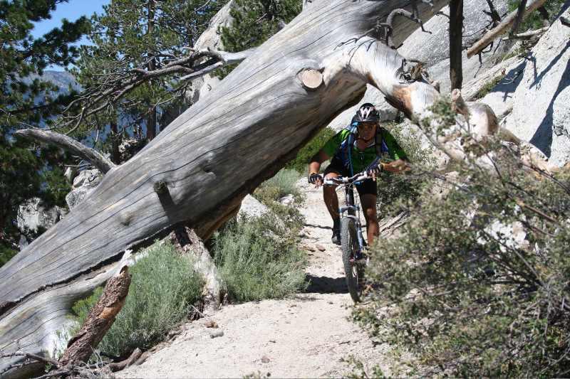 A mountain biker riding on a dirt trail beneath a large fallen log, surrounded by trees and rocky terrain. Flume Trail mountain bike trail.