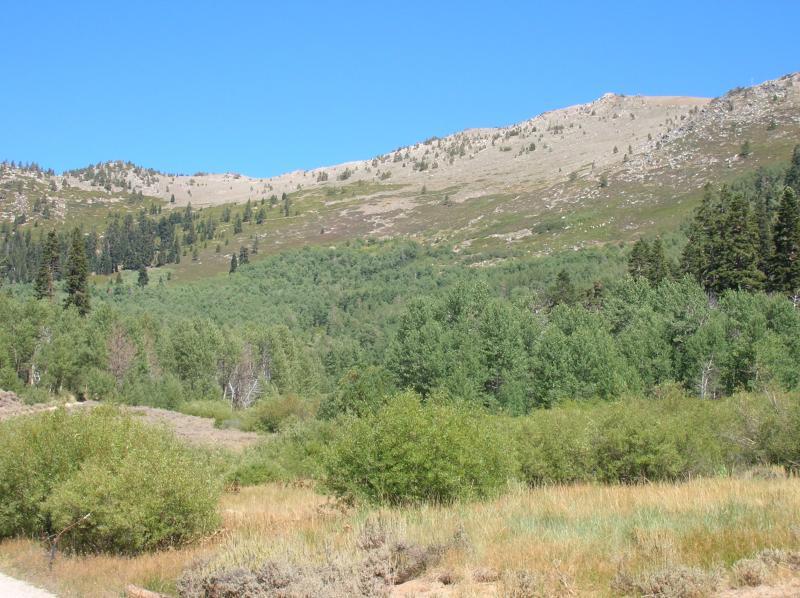 A scenic view of a mountainous landscape featuring rolling hills covered in greenery, with patches of trees and shrubs in the foreground. The sky is clear and blue, enhancing the vibrant colors of the natural environment. Flume Trail mountain bike trail.
