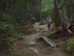 A mountain biker riding along a dirt trail in a wooded area, surrounded by trees and foliage. The path includes small jumps made from earth and metal rails. Allaire State Park mountain bike trail.