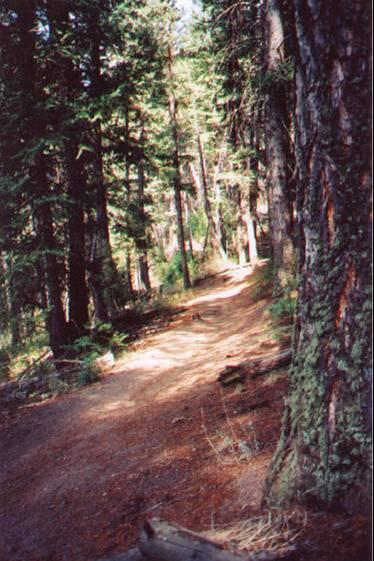 A winding dirt path through a dense forest, surrounded by tall trees and dappled sunlight filtering through the leaves. Walker Ranch mountain bike trail.
