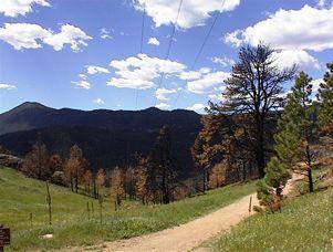 A winding dirt path leads through a green landscape with patches of grass and trees, set against a backdrop of mountains and a blue sky dotted with white clouds. Some trees appear burnt, indicating a recent fire, while others remain healthy and green. Power lines stretch across the scene. Walker Ranch mountain bike trail.