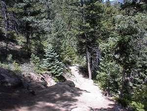 A winding dirt path surrounded by dense trees and greenery, capturing a serene forest landscape. Walker Ranch mountain bike trail.