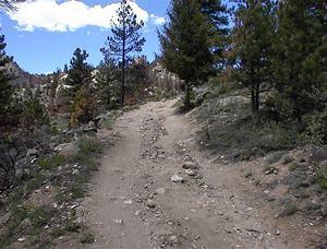 A rocky dirt path winding through a forested area, lined with tall pine trees and scattered with shrubs, under a clear blue sky with a few fluffy clouds. Walker Ranch mountain bike trail.