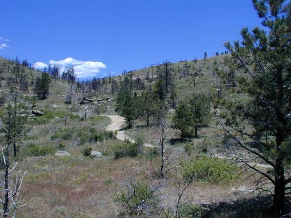 A scenic view of a hilly landscape featuring a winding dirt path. The foreground shows sparse vegetation, including patches of grass and scattered boulders. Pine trees are present, with some showing signs of damage, while the background features a clear blue sky with a few clouds. The overall atmosphere is tranquil and natural, indicative of a hiking or outdoor area. Walker Ranch mountain bike trail.
