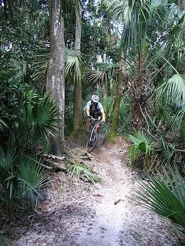 A mountain biker navigates a narrow dirt trail through a dense forest of palm trees and tropical foliage. Little Big Econ State Forest mountain bike trail.