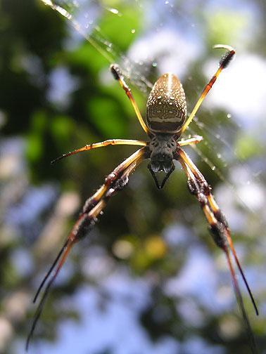 A close-up image of a spider with distinctive markings and long, slender legs, suspended in its web against a blurred green background. Little Big Econ State Forest mountain bike trail.
