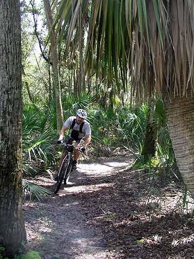 A mountain biker navigates a winding dirt trail surrounded by lush greenery and palm trees in a forested area. Little Big Econ State Forest mountain bike trail.
