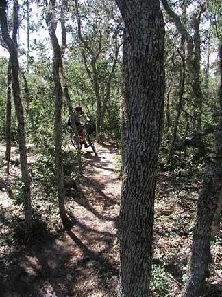 A person dressed in outdoor gear stands on a path in a wooded area, surrounded by tall trees and dense foliage. Sunlight filters through the leaves, casting dappled shadows on the ground. Little Big Econ State Forest mountain bike trail.