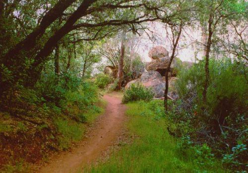 A winding dirt path through a lush, green forest with dense trees and large rocks in the background, suggesting a peaceful natural setting. Foresthill Divide mountain bike trail.