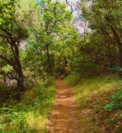 A winding dirt trail surrounded by lush green trees and foliage, with sunlight filtering through the leaves. A person can be seen walking on the path in the distance. Foresthill Divide mountain bike trail.