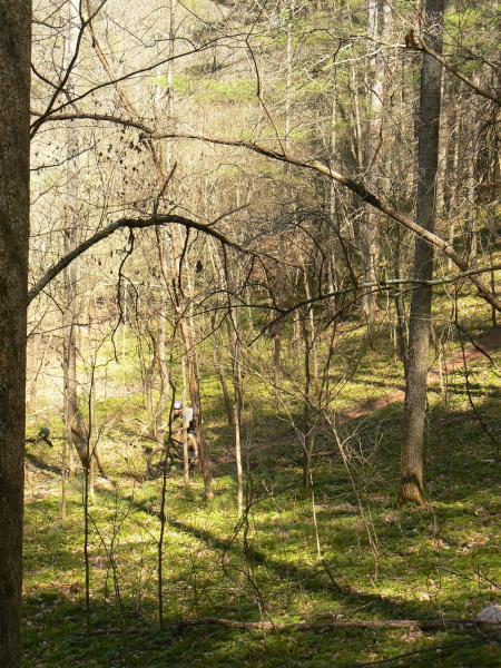 A serene forest scene featuring bare trees with winding branches and a carpet of green grass. Soft sunlight filters through the treetops, highlighting the peacefulness of the woodland area. A narrow path can be seen leading through the trees, inviting exploration. Dark Mountain Trail mountain bike trail.