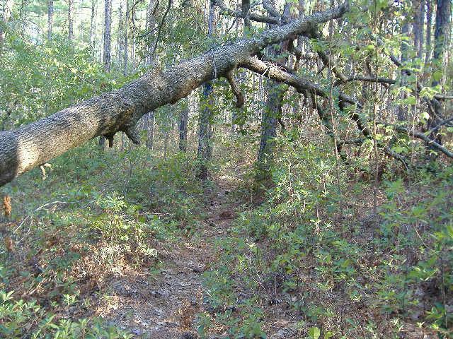 A wooded area with a fallen tree branch diagonally spanning the scene, surrounded by dense green foliage and a narrow footpath leading through the trees. Sunlight filters through the canopy, highlighting the natural setting. Sand Hills Forest Preserve mountain bike trail.