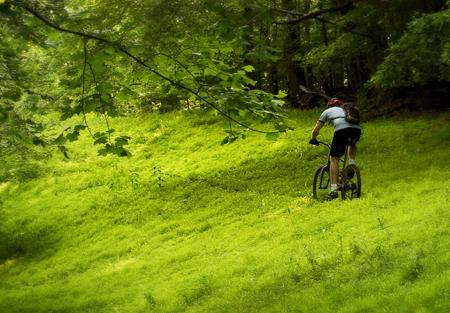 A person riding a mountain bike on a lush green hillside, surrounded by trees, with dappled sunlight filtering through the foliage. Greenbrier State Park mountain bike trail.