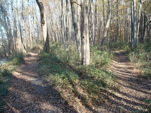 A forest scene showing two winding paths diverging in a wooded area. The ground is covered with fallen leaves, and tall trees with sparse foliage rise on both sides. Sunlight filters through the branches, casting shadows on the paths. Dam Neck mountain bike trail.